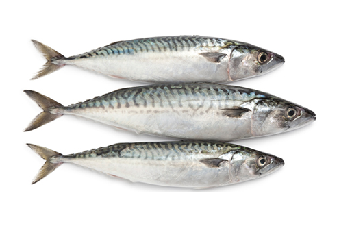 mackerel pacific