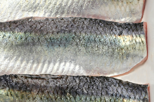 sardines hgt
