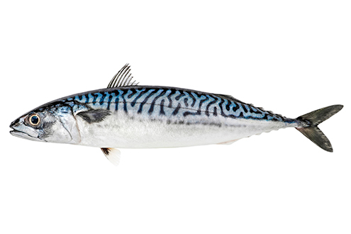 mackerel atlantic