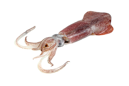 squid loligo